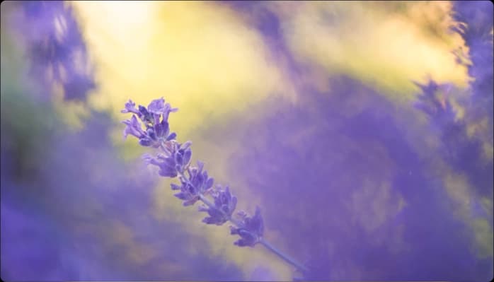 Image for Introduction to lavender color