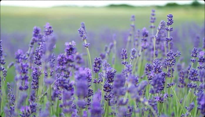 Image for Fun facts about lavender color