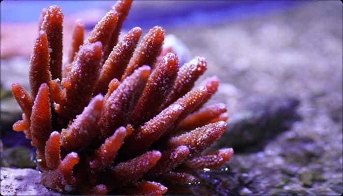 Image for Fun facts about Coral color