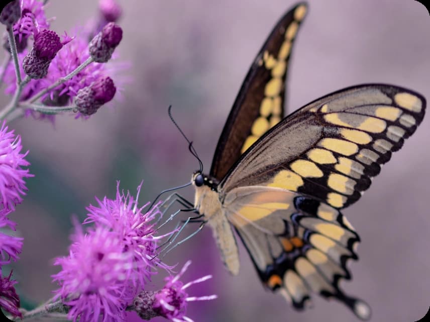 Butterfly Wing