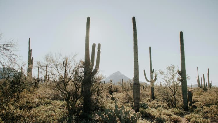 Saguaro Desert Landscape