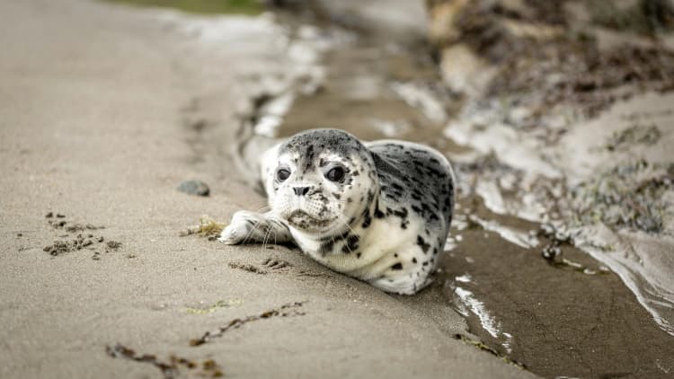 Curious Seal on Beach