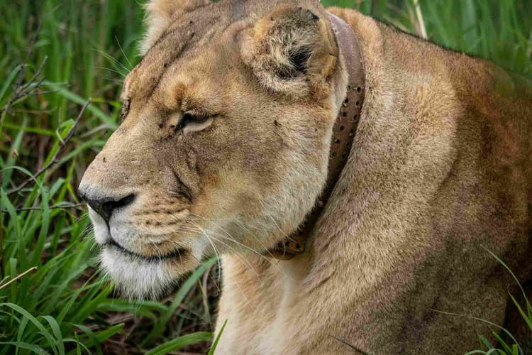 Regal Lioness in Grass