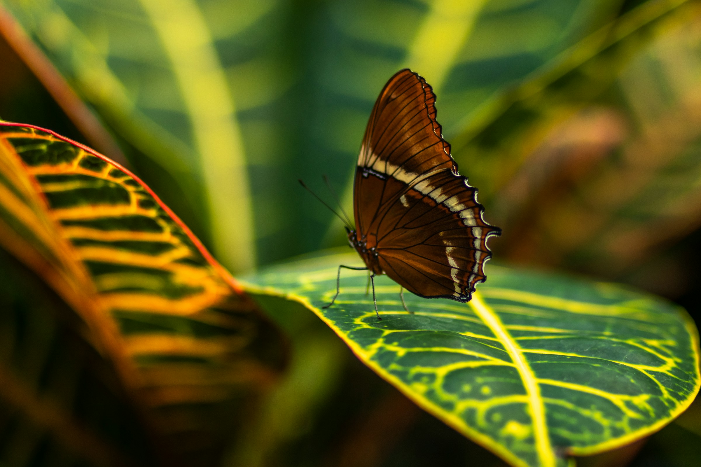 Butterfly on Vibrant Leaf