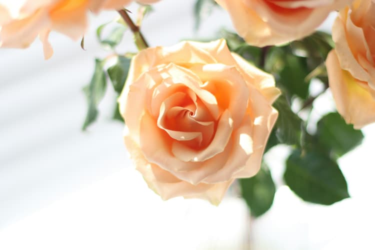 Delicate Peach Rose Bloom