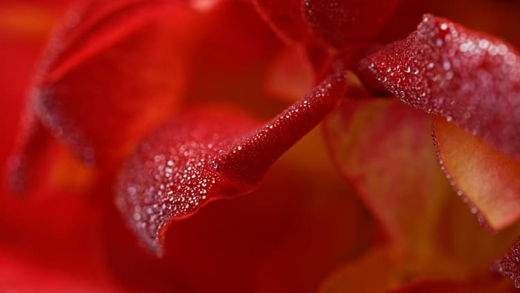 Dewy Red Rose Petals