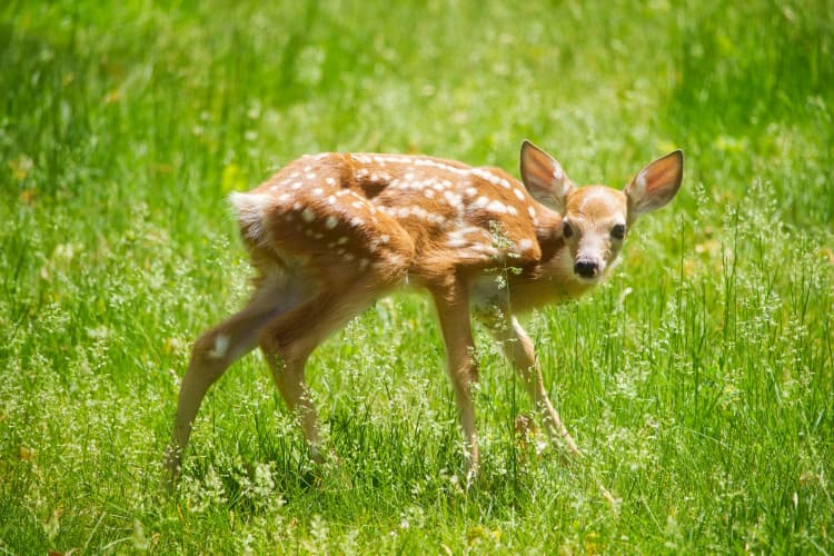 Fawn in Lush Meadow