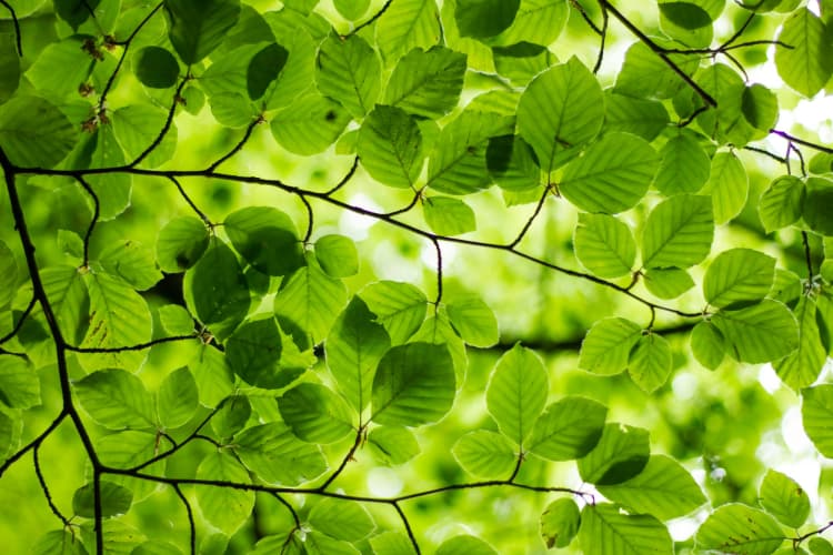 Lush Green Leaf Canopy