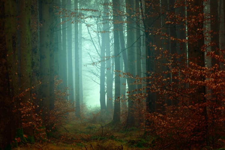 Misty Autumn Forest Path