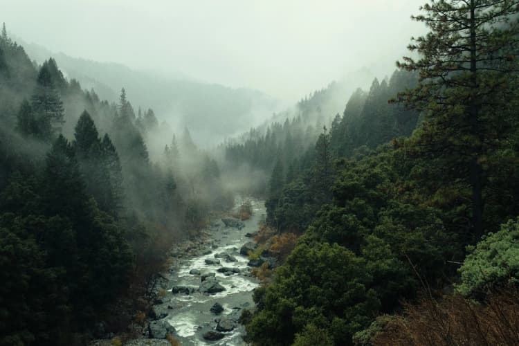 Misty Forest River Valley