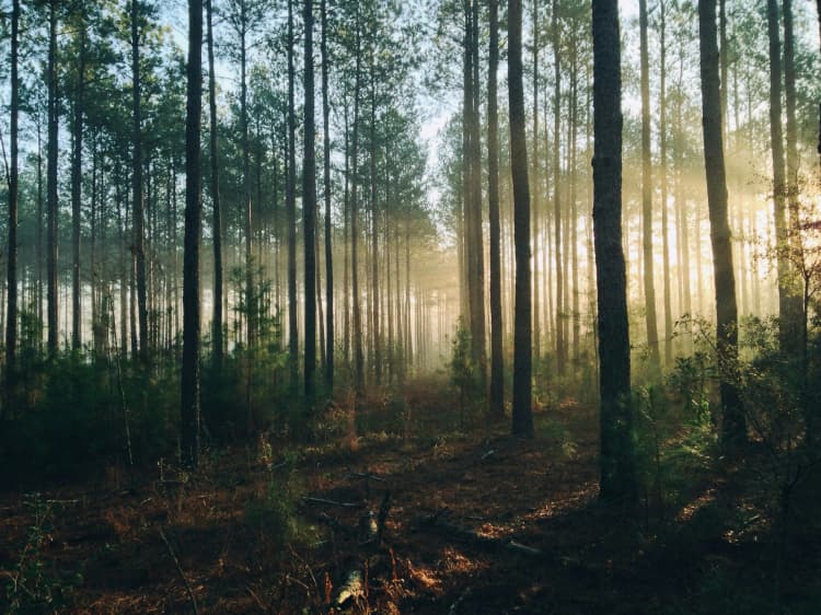 Misty Forest Sunlit Pines