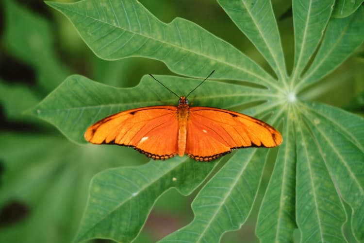 Orange Butterfly on Leaf