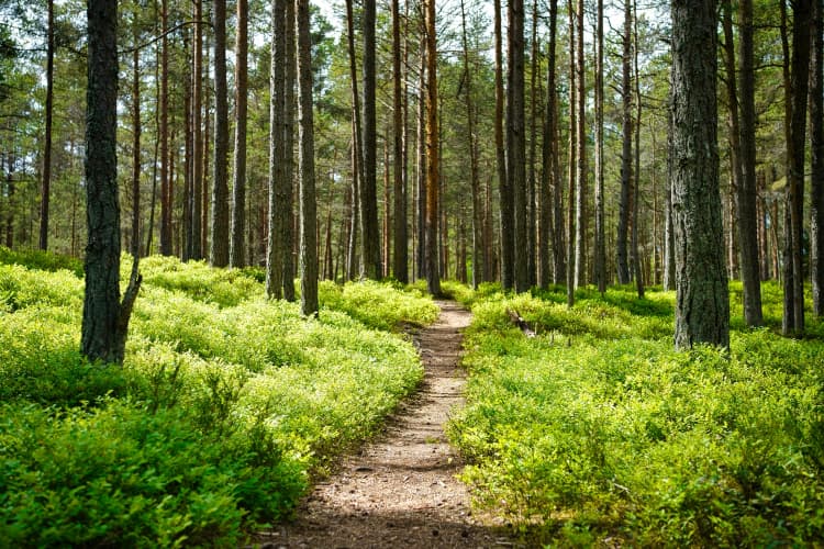 Serene Forest Path