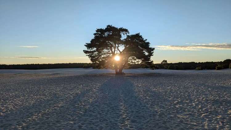 Solitary Tree at Sunset