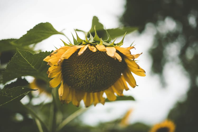 Sunflower in Soft Focus