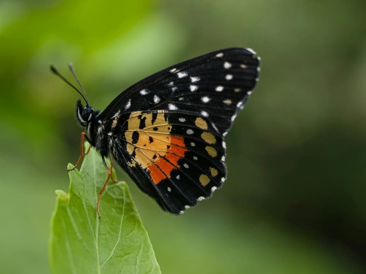 Vibrant Butterfly on Leaf