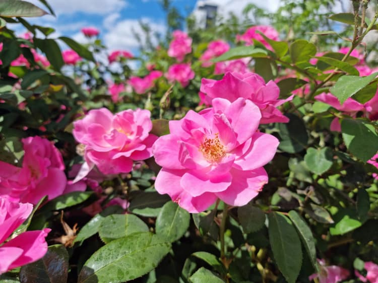 Vibrant Pink Rose Garden