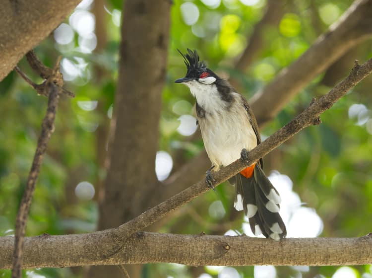 Crested Bird on Branch