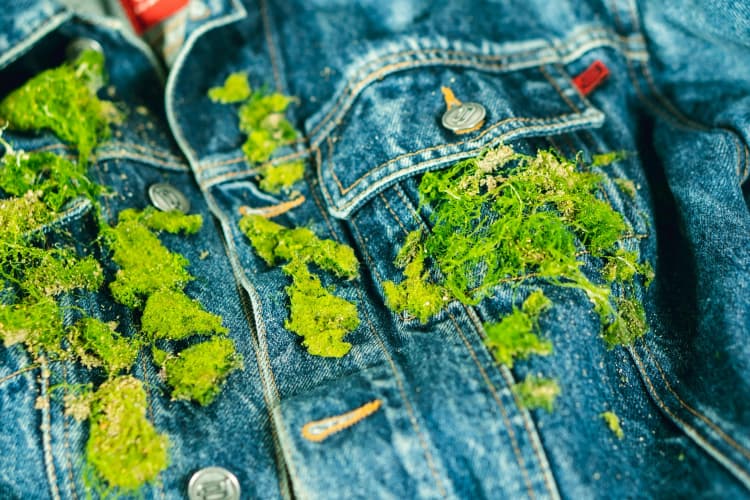 Mossy Denim Eco-Fashion