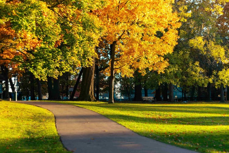 Autumn Park Path Serenity