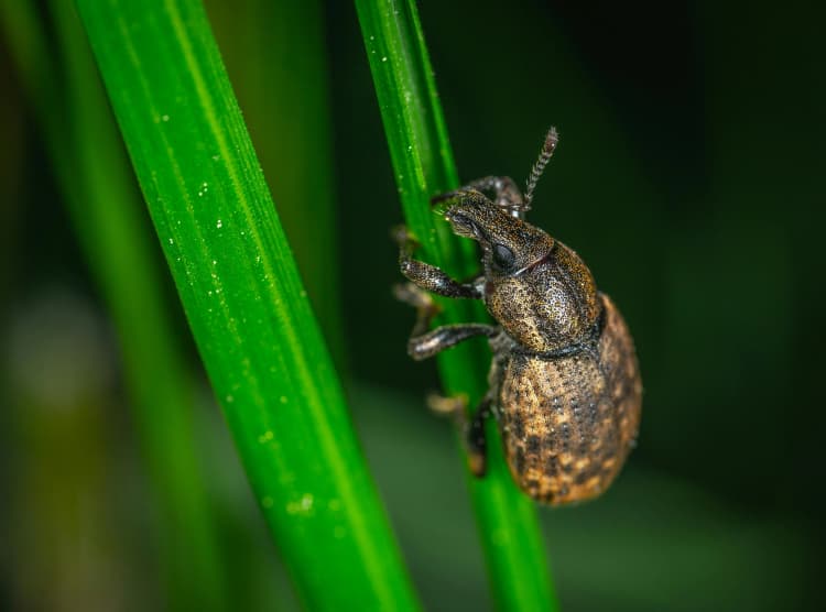 Beetle on Dewy Grass