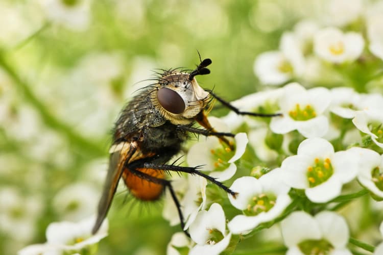 Fly on White Flowers