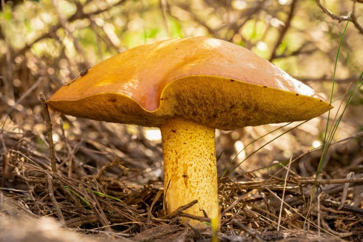 Golden Mushroom in Forest