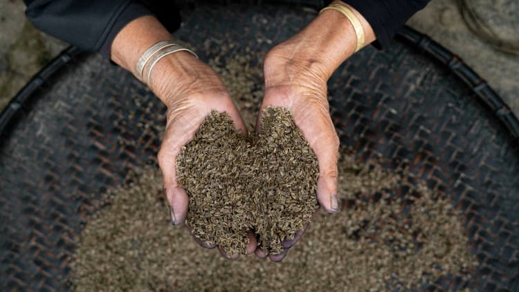 Hands Holding Herb Seeds