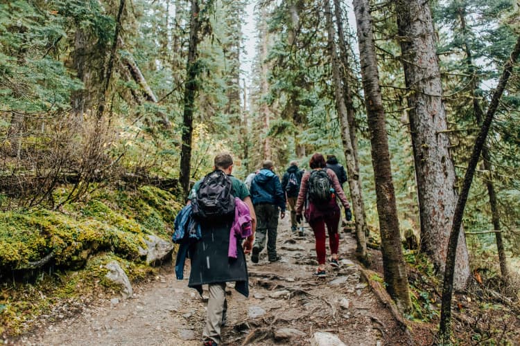 Hikers in Lush Forest