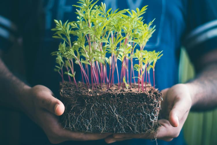 Seedlings in Caring Hands