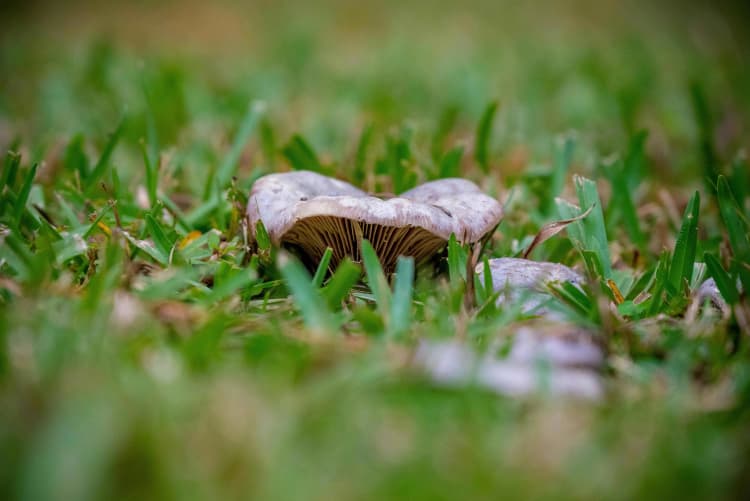 Mushroom in Grassy Lawn