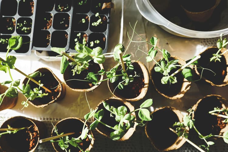 Seedling Growth in Trays