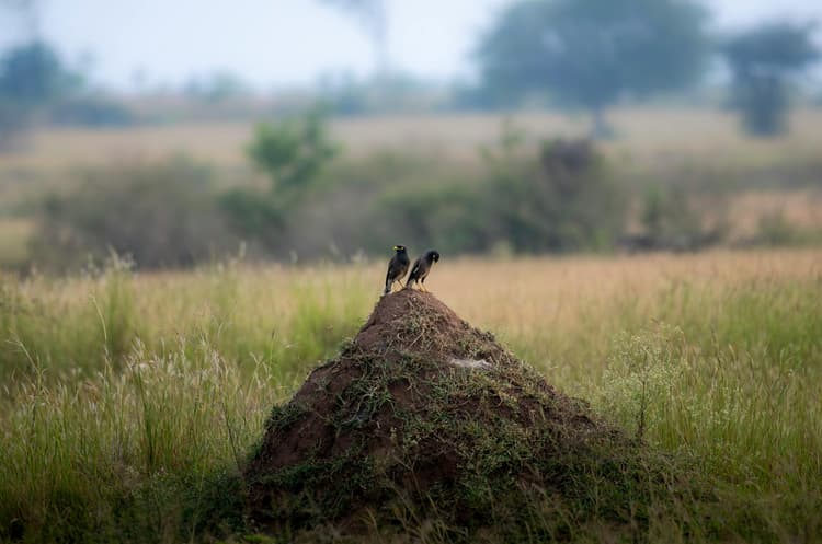 Birds on Termite Mound