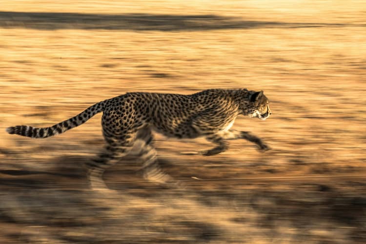 Cheetah Running at Sunset