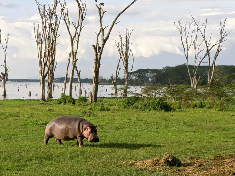 Hippo in Flooded Savanna