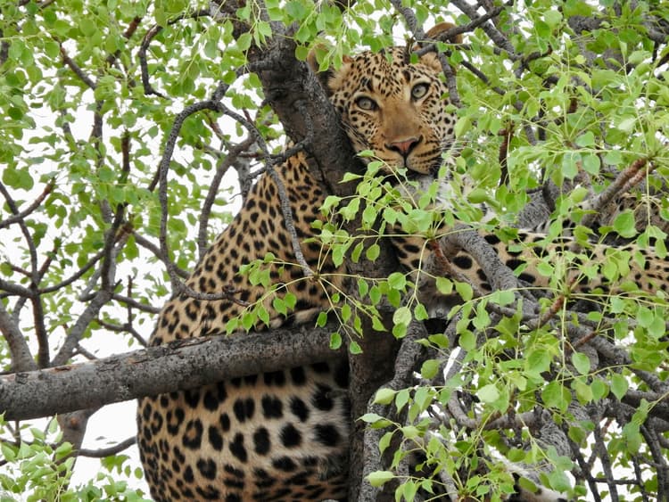 Leopard Perched in Tree