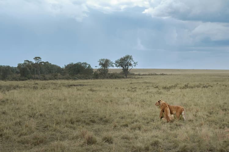 Lion in African Savanna