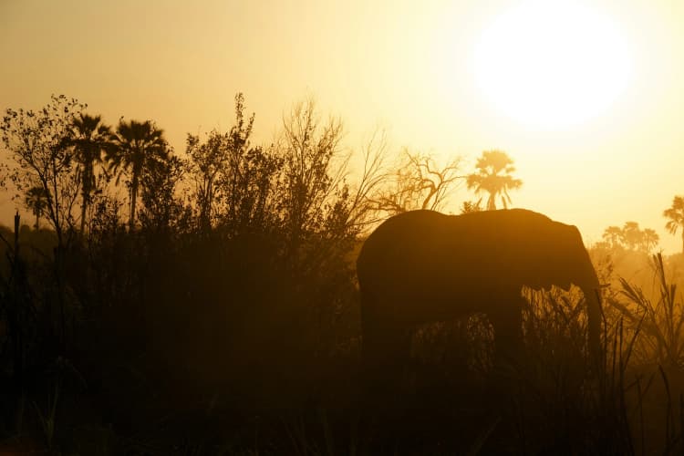 Safari Elephant at Sunset