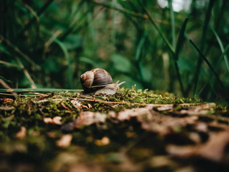 Snail in Mossy Forest