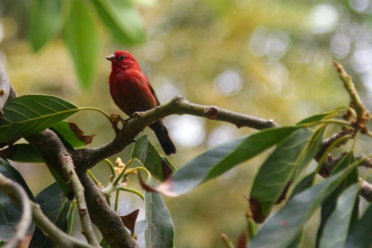 Red Bird on Branch