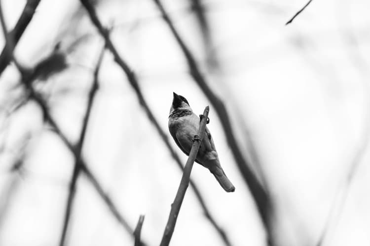 Solitary Bird on Branch