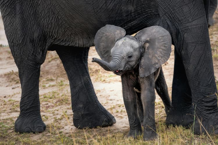 Baby Elephant with Parent