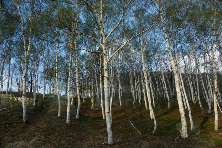 Birch Forest in Spring