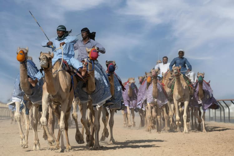 Camel Race in Desert