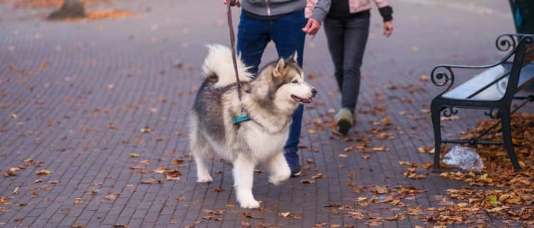 Husky Walk in Autumn