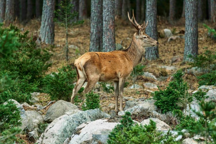 Majestic Deer in Forest