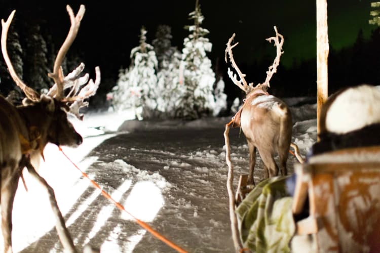 Reindeer in Snowy Night