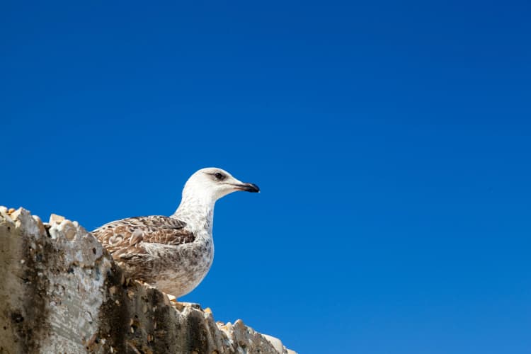 Seagull on Rocky Perch