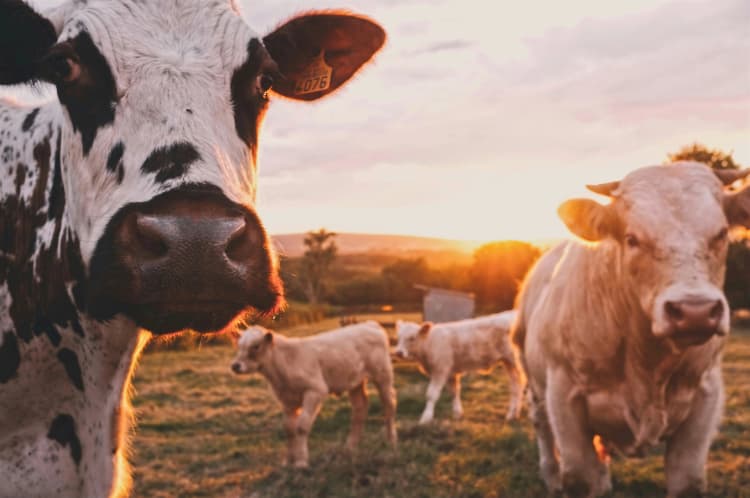 Sunset Farm Cattle Scene