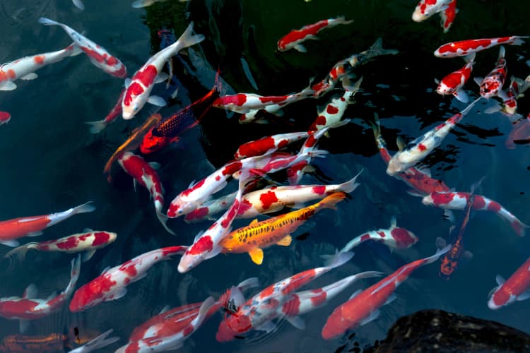 Vibrant Koi Fish Pond